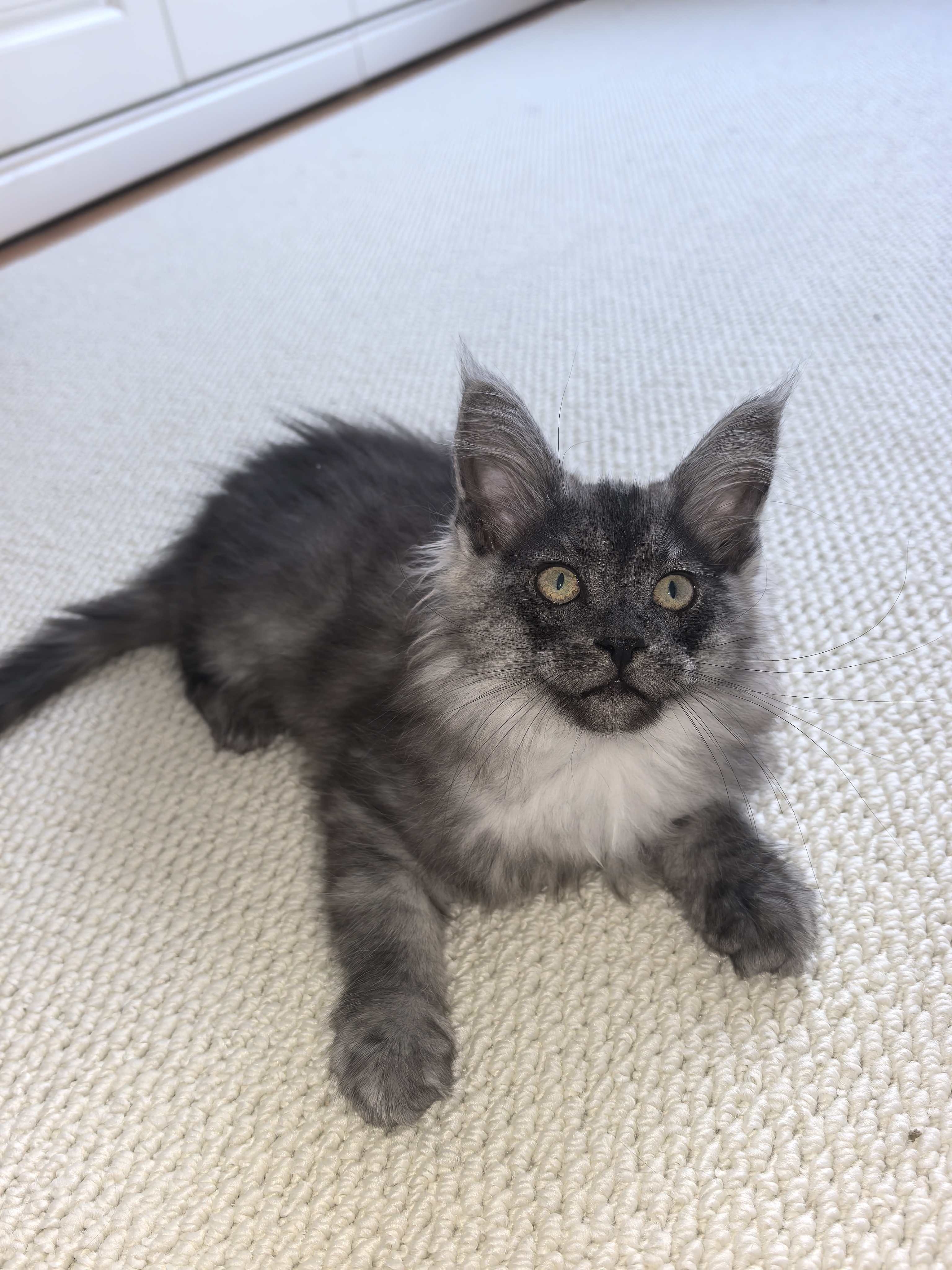 烟灰缅因，大嘴套，粘人性格好，无病无癣